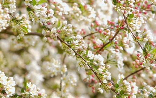 WHITE FLOWER Theme from Chrome web store to be run with OffiDocs Chromium online WHITE FLOWER Theme from Chrome web store to be run with OffiDocs Chromium online
