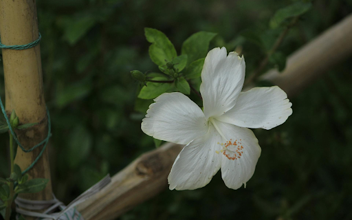 White Hibiscus from Chrome web store to be run with OffiDocs Chromium online White Hibiscus from Chrome web store to be run with OffiDocs Chromium online