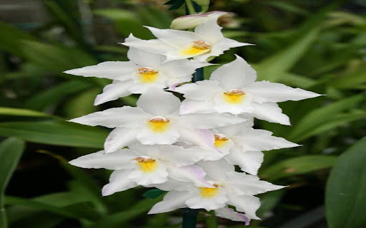 white orchid wallpaper from Chrome web store to be run with OffiDocs Chromium online white orchid wallpaper from Chrome web store to be run with OffiDocs Chromium online