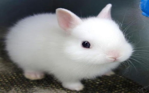 white rabbit wallpaper from Chrome web store to be run with OffiDocs Chromium online white rabbit wallpaper from Chrome web store to be run with OffiDocs Chromium online