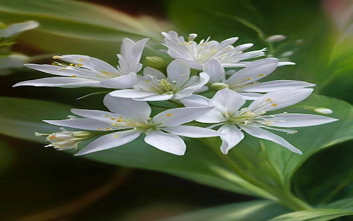 White star flower wallpaper from Chrome web store to be run with OffiDocs Chromium online White star flower wallpaper from Chrome web store to be run with OffiDocs Chromium online