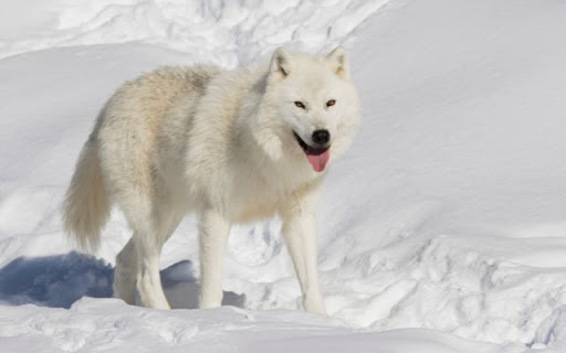 White Wolf in the Snow Theme – The Spirit of the Frozen Wilderness from Chrome web store to be run with OffiDocs Chromium online White Wolf in the Snow Theme – The Spirit of the Frozen Wilderness from Chrome web store to be run with OffiDocs Chromium online