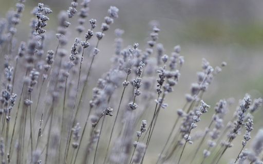 Wildflower branches from Chrome web store to be run with OffiDocs Chromium online Wildflower branches from Chrome web store to be run with OffiDocs Chromium online