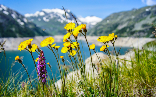 wildflowers from Chrome web store to be run with OffiDocs Chromium online wildflowers from Chrome web store to be run with OffiDocs Chromium online