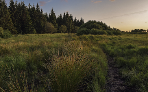 Wild grass field from Chrome web store to be run with OffiDocs Chromium online Wild grass field from Chrome web store to be run with OffiDocs Chromium online
