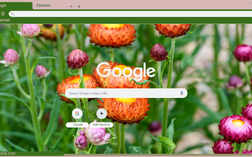 Xerochrysum from Chrome web store to be run with OffiDocs Chromium online Xerochrysum from Chrome web store to be run with OffiDocs Chromium online