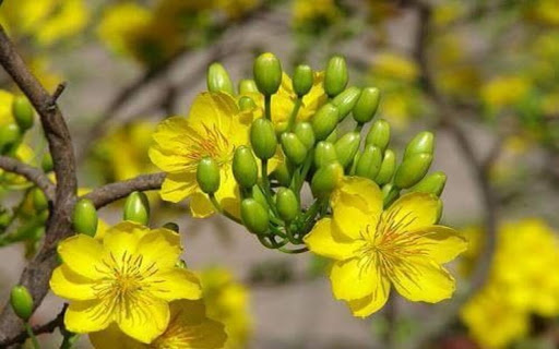 yellow apricot wallpaper from Chrome web store to be run with OffiDocs Chromium online yellow apricot wallpaper from Chrome web store to be run with OffiDocs Chromium online
