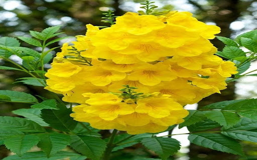 yellow bell flower wallpaperr from Chrome web store to be run with OffiDocs Chromium online yellow bell flower wallpaperr from Chrome web store to be run with OffiDocs Chromium online