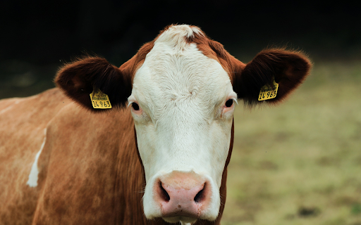 Yellow cow with white face from Chrome web store to be run with OffiDocs Chromium online Yellow cow with white face from Chrome web store to be run with OffiDocs Chromium online