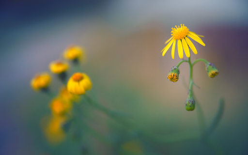 Yellow dandelion flower from Chrome web store to be run with OffiDocs Chromium online Yellow dandelion flower from Chrome web store to be run with OffiDocs Chromium online