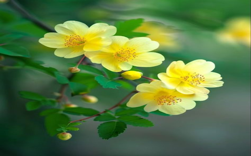 yellow flower branch wallpaper from Chrome web store to be run with OffiDocs Chromium online yellow flower branch wallpaper from Chrome web store to be run with OffiDocs Chromium online