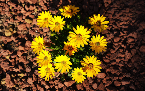 Yellow flower cluster from Chrome web store to be run with OffiDocs Chromium online Yellow flower cluster from Chrome web store to be run with OffiDocs Chromium online