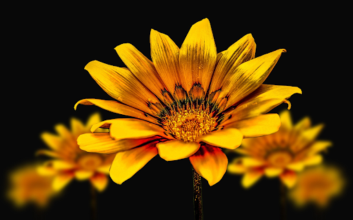 Yellow flowers bloom brightly from Chrome web store to be run with OffiDocs Chromium online Yellow flowers bloom brightly from Chrome web store to be run with OffiDocs Chromium online
