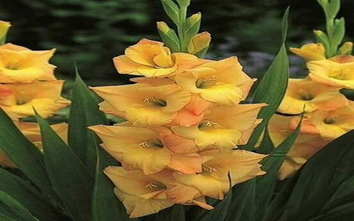 Yellow gladiolus wallpaper from Chrome web store to be run with OffiDocs Chromium online Yellow gladiolus wallpaper from Chrome web store to be run with OffiDocs Chromium online