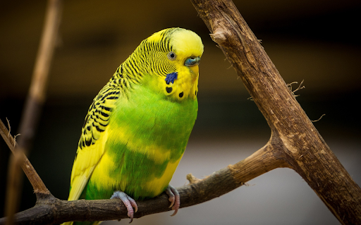 Yellow headed parrot from Chrome web store to be run with OffiDocs Chromium online Yellow headed parrot from Chrome web store to be run with OffiDocs Chromium online
