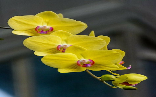 Yellow Phalaenopsis Orchid Wallpaper from Chrome web store to be run with OffiDocs Chromium online Yellow Phalaenopsis Orchid Wallpaper from Chrome web store to be run with OffiDocs Chromium online