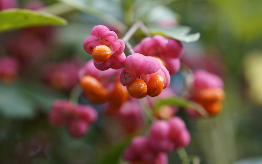 Yellow pink flowers from Chrome web store to be run with OffiDocs Chromium online Yellow pink flowers from Chrome web store to be run with OffiDocs Chromium online