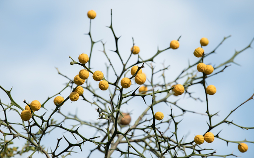 Yellow ripe fruits on a thorn tree from Chrome web store to be run with OffiDocs Chromium online Yellow ripe fruits on a thorn tree from Chrome web store to be run with OffiDocs Chromium online