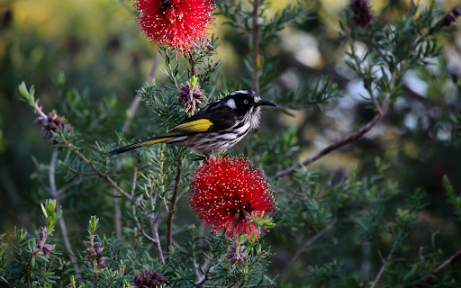Yellow tailed bird from Chrome web store to be run with OffiDocs Chromium online Yellow tailed bird from Chrome web store to be run with OffiDocs Chromium online