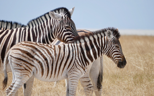 Zebra Bond from Chrome web store to be run with OffiDocs Chromium online Zebra Bond from Chrome web store to be run with OffiDocs Chromium online