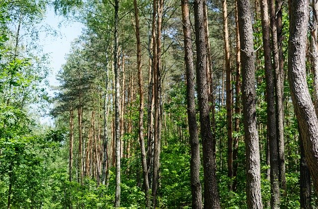 Trees Top Forest - GIMP online editor free Free download Trees Top Forest - free photo or picture to be edited with GIMP online image editor