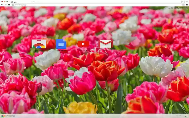 Adorable Flowers Theme from Chrome web store to be run with OffiDocs Chromium online Adorable Flowers Theme from Chrome web store to be run with OffiDocs Chromium online