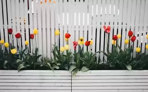 A Linear Display of Spring Tulips from Chrome web store to be run with OffiDocs Chromium online A Linear Display of Spring Tulips from Chrome web store to be run with OffiDocs Chromium online