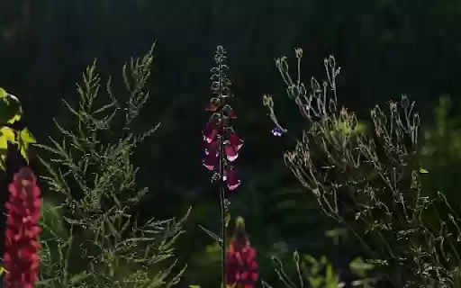 A Striking Silhouette of Digitalis purpurea from Chrome web store to be run with OffiDocs Chromium online A Striking Silhouette of Digitalis purpurea from Chrome web store to be run with OffiDocs Chromium online