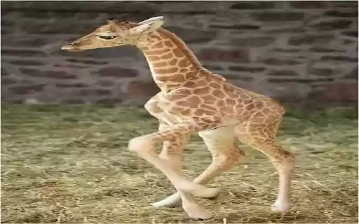 baby giraffe wallpaper from Chrome web store to be run with OffiDocs Chromium online baby giraffe wallpaper from Chrome web store to be run with OffiDocs Chromium online