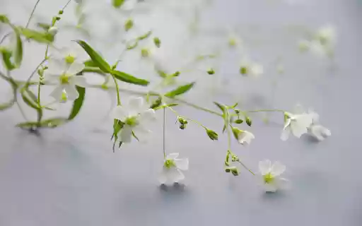 Beautiful flower branches from Chrome web store to be run with OffiDocs Chromium online Beautiful flower branches from Chrome web store to be run with OffiDocs Chromium online