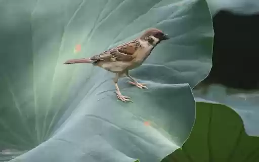 Bird perches on lotus branch from Chrome web store to be run with OffiDocs Chromium online Bird perches on lotus branch from Chrome web store to be run with OffiDocs Chromium online