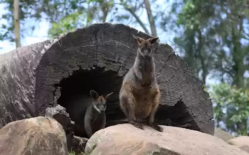 Black and gray kangaroo from Chrome web store to be run with OffiDocs Chromium online Black and gray kangaroo from Chrome web store to be run with OffiDocs Chromium online