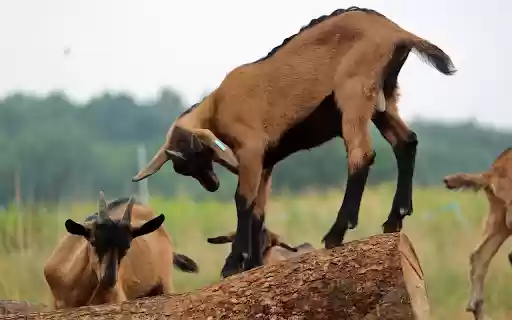 Black legged goat from Chrome web store to be run with OffiDocs Chromium online Black legged goat from Chrome web store to be run with OffiDocs Chromium online