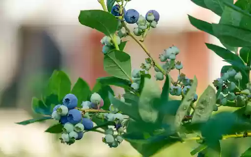 Blueberry tree with lots of fruit from Chrome web store to be run with OffiDocs Chromium online Blueberry tree with lots of fruit from Chrome web store to be run with OffiDocs Chromium online