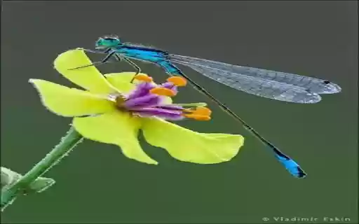 Blue dragonfly wallpaper from Chrome web store to be run with OffiDocs Chromium online Blue dragonfly wallpaper from Chrome web store to be run with OffiDocs Chromium online