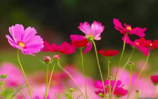 butterfly flower wallpaper from Chrome web store to be run with OffiDocs Chromium online butterfly flower wallpaper from Chrome web store to be run with OffiDocs Chromium online