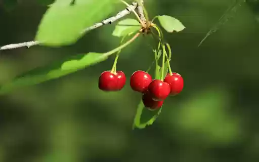 Cherries in the morning sunlight from Chrome web store to be run with OffiDocs Chromium online Cherries in the morning sunlight from Chrome web store to be run with OffiDocs Chromium online