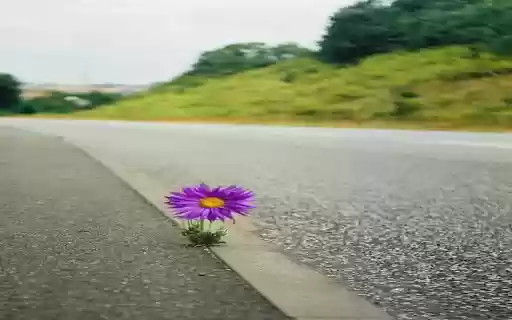 Chrysanthemums growing on the the highway wallpaper from Chrome web store to be run with OffiDocs Chromium online Chrysanthemums growing on the the highway wallpaper from Chrome web store to be run with OffiDocs Chromium online