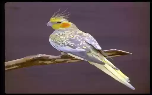 Cockatiel Wallpaper from Chrome web store to be run with OffiDocs Chromium online Cockatiel Wallpaper from Chrome web store to be run with OffiDocs Chromium online