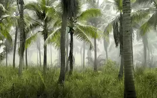 Coconut garden from Chrome web store to be run with OffiDocs Chromium online Coconut garden from Chrome web store to be run with OffiDocs Chromium online