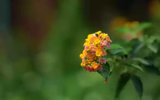 Color changing flower branch from Chrome web store to be run with OffiDocs Chromium online Color changing flower branch from Chrome web store to be run with OffiDocs Chromium online