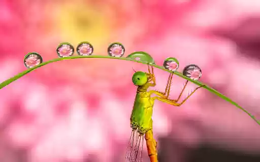 curved leaf and dragonfly from Chrome web store to be run with OffiDocs Chromium online curved leaf and dragonfly from Chrome web store to be run with OffiDocs Chromium online