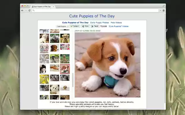 Cute Puppies of The Day from Chrome web store to be run with OffiDocs Chromium online Cute Puppies of The Day from Chrome web store to be run with OffiDocs Chromium online