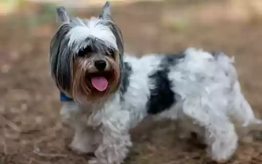 Cute Yorkshire Terrier Dog Outdoors from Chrome web store to be run with OffiDocs Chromium online Cute Yorkshire Terrier Dog Outdoors from Chrome web store to be run with OffiDocs Chromium online