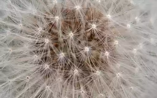 DANDELION Theme from Chrome web store to be run with OffiDocs Chromium online DANDELION Theme from Chrome web store to be run with OffiDocs Chromium online