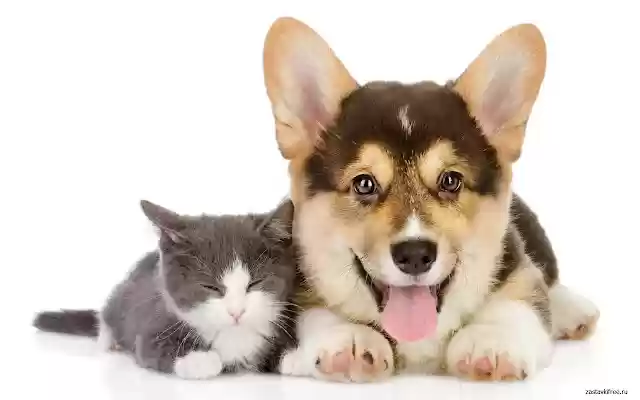 Dog and cat from Chrome web store to be run with OffiDocs Chromium online Dog and cat from Chrome web store to be run with OffiDocs Chromium online