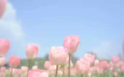 Dreamy Bloom from Chrome web store to be run with OffiDocs Chromium online Dreamy Bloom from Chrome web store to be run with OffiDocs Chromium online