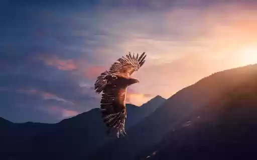 Eagle Flying Over the Valley from Chrome web store to be run with OffiDocs Chromium online Eagle Flying Over the Valley from Chrome web store to be run with OffiDocs Chromium online