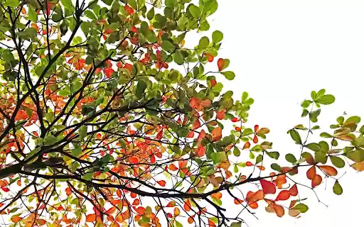 Eagletree from Chrome web store to be run with OffiDocs Chromium online Eagletree from Chrome web store to be run with OffiDocs Chromium online