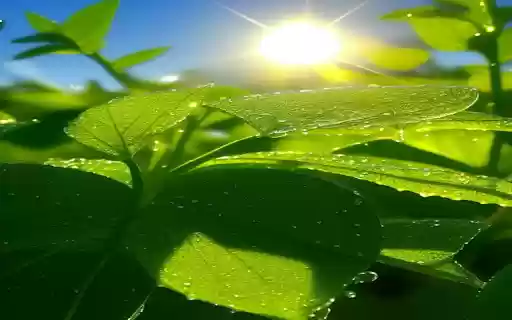Early morning green tree wallpaper from Chrome web store to be run with OffiDocs Chromium online Early morning green tree wallpaper from Chrome web store to be run with OffiDocs Chromium online